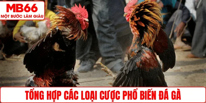 Tổng hợp các loại cược phổ biến đá gà