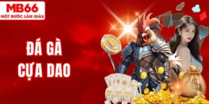 Đá Gà Cựa Dao MB66 – Xem Các Trận Đấu Nảy Lửa, Thưởng Cao