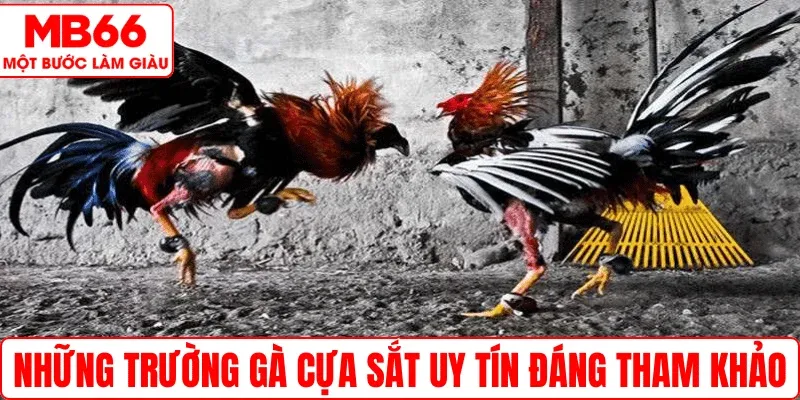 Những trường gà cựa sắt uy tín đáng tham khảo
