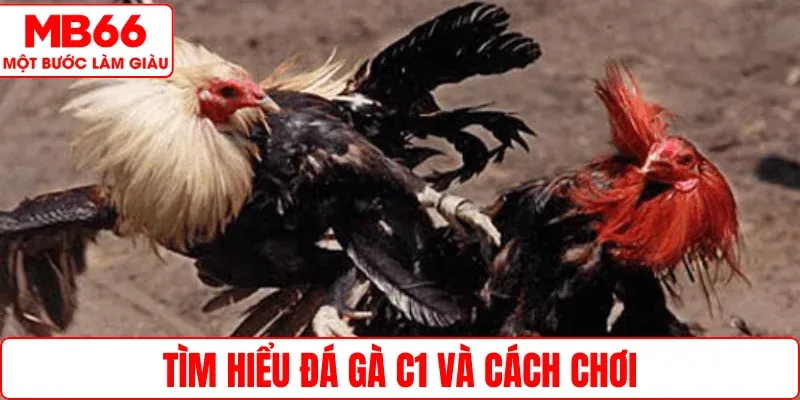 Tìm hiểu đá gà C1 và cách chơi