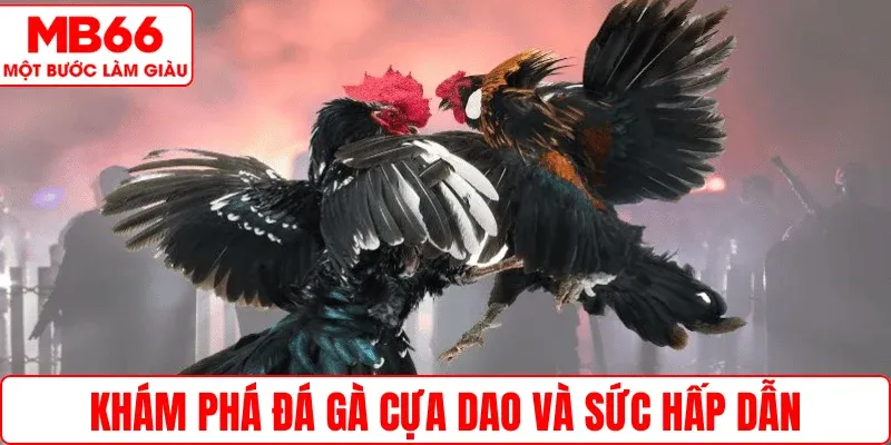 Khám phá đá gà cựa dao và sức hấp dẫn