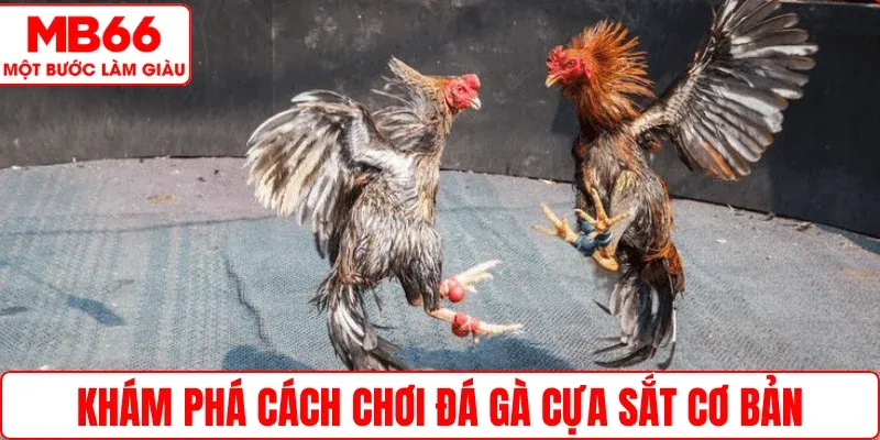 Khám phá cách chơi đá gà cựa sắt cơ bản